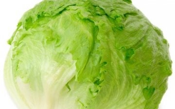 Iceberg cabbage