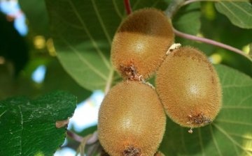 Conditions for growing Chinese Actinidia