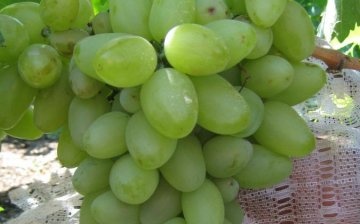 Characteristics of the Bazhena grape variety