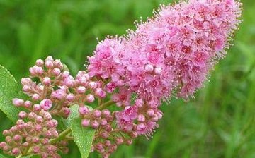 Types of meadowsweet