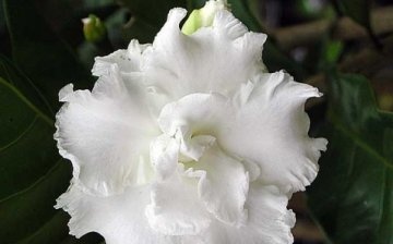 Indian carnation