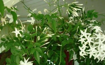 Growing conditions for climbing jasmine