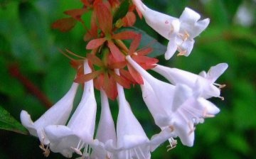 وصف Abelia grandiflora