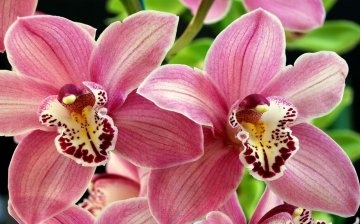 Orchideák története