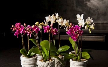 Sorte orhideja Phalaenopsis