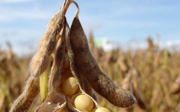 Soybean characteristic