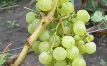 Description of the grape variety Tukay