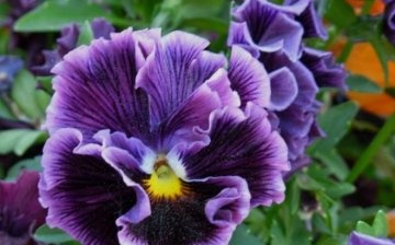 Viola fajták és fajták