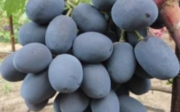 Zagorulko grapes