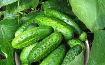Description of Gourmet cucumber