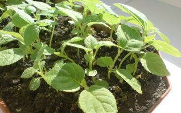 Kiwi termesztése: alapvető szabályok
