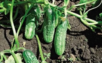 Description and features of cucumber viring Mother-in-law