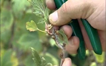 Currant pruning