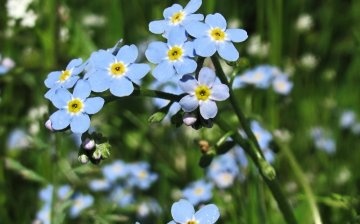 Forget-me-not legend