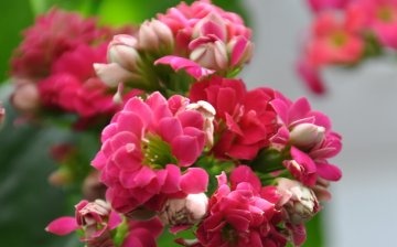 Features of Kalanchoe care