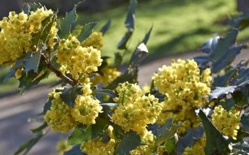 What did the holly-leaved mahonia like to gardeners?