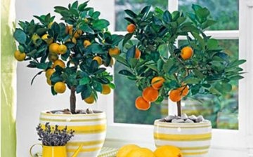 Îngrijirea copacilor mandarini