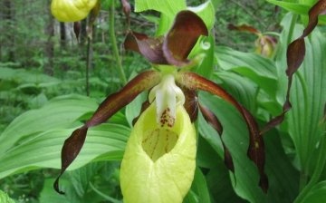 Az orchidea hölgy papucsának jellemzői