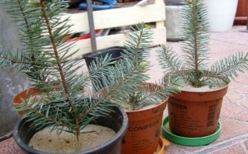 Growing spruce from a branch