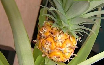 Description of indoor pineapple