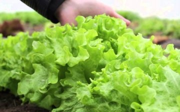 Caracteristici ale îngrijirii salatei