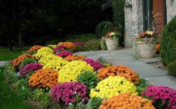 What are the best flowers to choose?