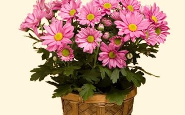 Conditions for growing domestic chrysanthemums