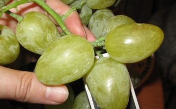 General information about the Monarch grape variety