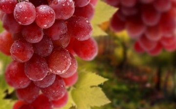 Savjeti za početnike vinogradare