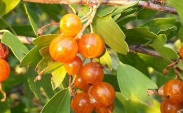 Features of golden currant