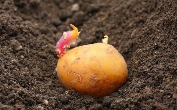 Što trebate znati o sadnji krumpira?