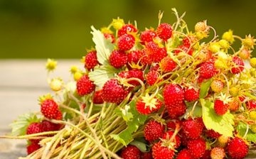 Where to get strawberry seeds?
