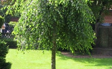 Weeping birch: structural features