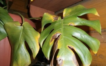 Monstera diseases, how to avoid them