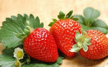Growing strawberries from seeds