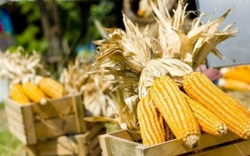 Kukorica termesztése az országban