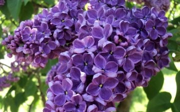 Features of the structure of lilac