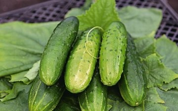 Cucumber varieties: types and groups