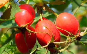 Popis šípků a složení ovoce