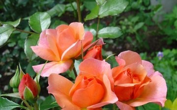 Vlastnosti struktury růží polyanthus