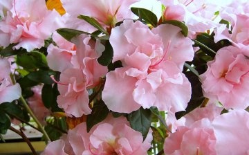 Azalea: features of the structure of flowers and application
