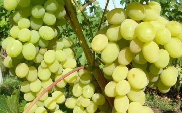 General information about the grape variety Augustine