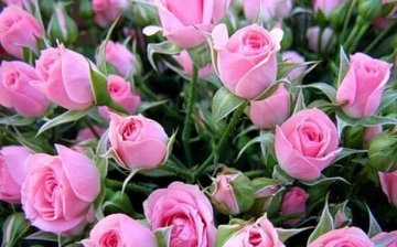 Features of dwarf roses