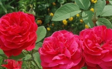 The best varieties of roses for successful breeding