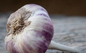Garlic Rocambol