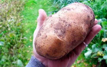 Potatoes: the best varieties to grow