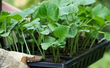 Pěstování okurek "zozulya": sazenice a výsadba