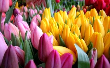 Tulipani su najbolje sorte za vrt