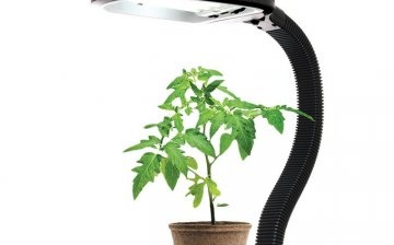 Benefits of lighting for seedlings