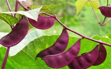 Hyacintové fazole: popis a odrůdy